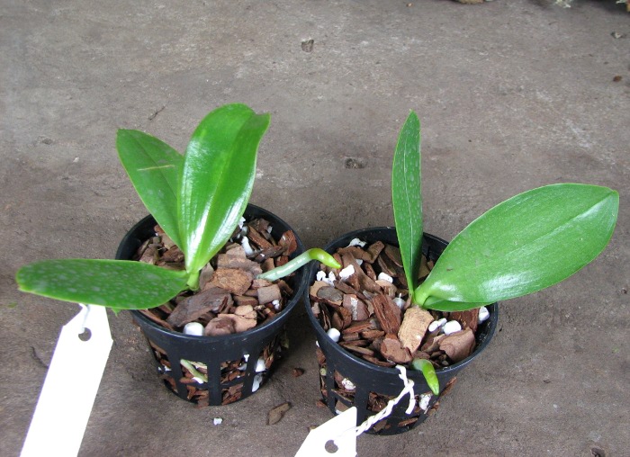 Phalaenopsis Orchid World.JPG
