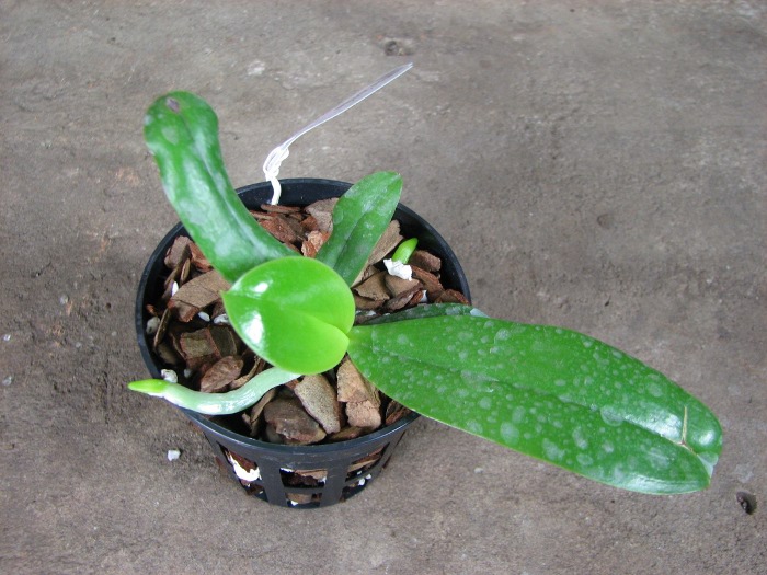 Phalaenopsis Dou-dii Rose.JPG
