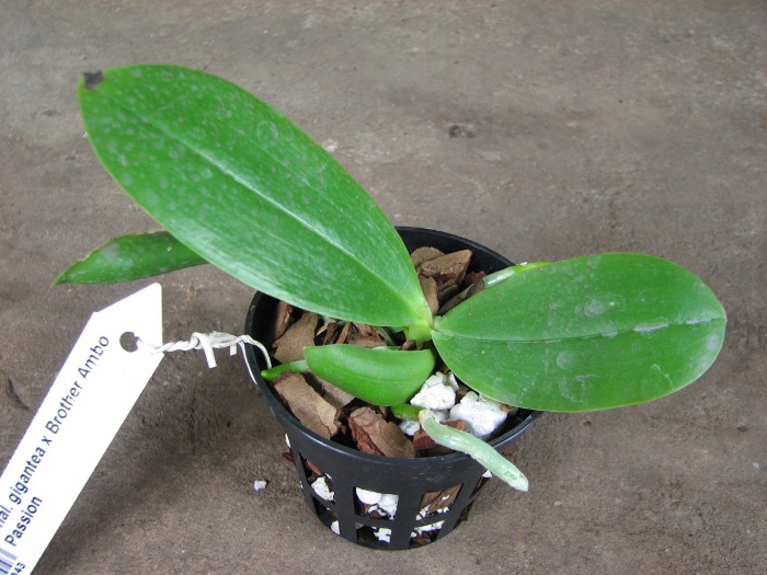 Phalaenopsis gigantea x Brother Ambo Passion.JPG