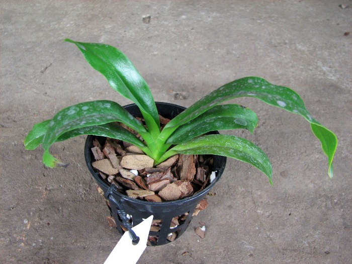 Phalaenopsis tetraspis alba x Vanda coerulea blue.JPG