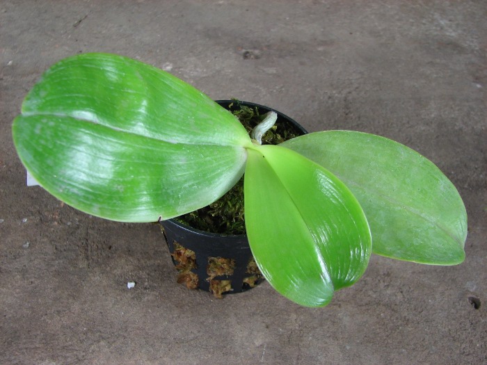 Phalaenopsis KS Happy Eagle.JPG