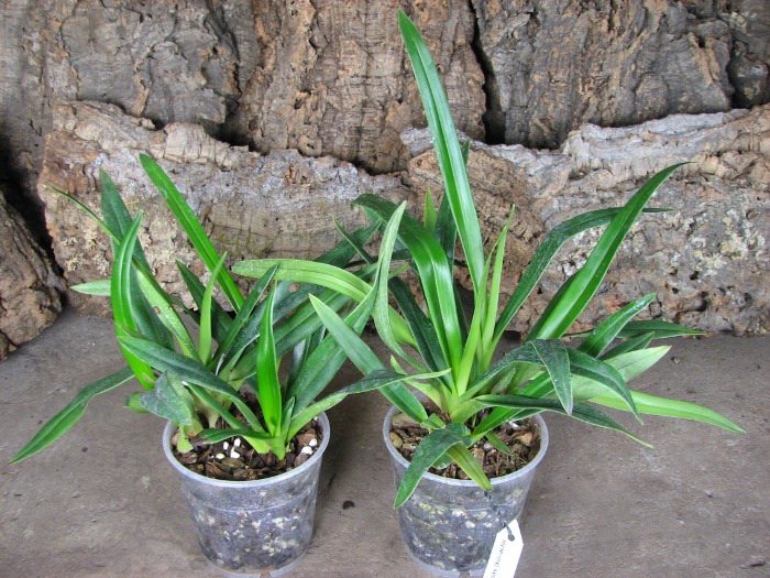 Phragmipedium Eumelia Arias (kovachii x schlimii).JPG