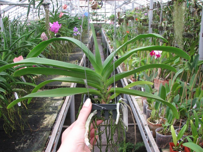 Rhynchovanda Sri Siam x Rhynchostylis gigantea, red.JPG