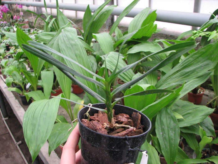 Angraecum viguieri.JPG