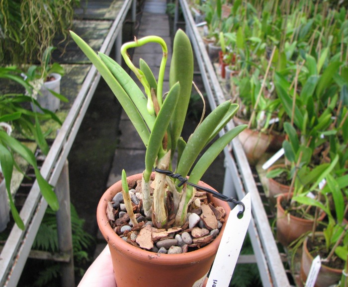 Laelia briegeri.JPG