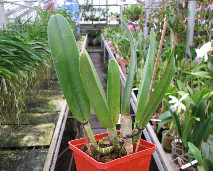 Brassavola digbyana.JPG