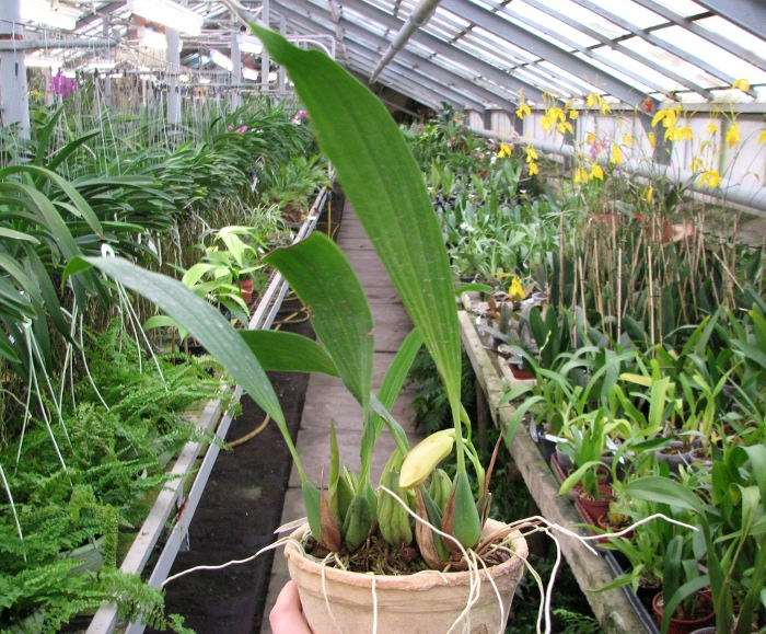 Coelogyne speciosa.JPG