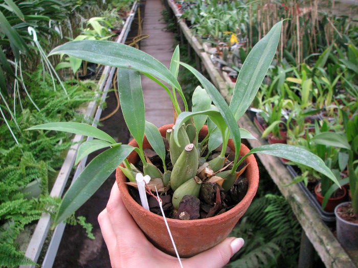 Coelogyne flaccida.JPG
