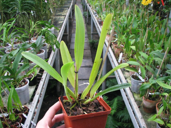 Cattleya dowiana x SELF.JPG
