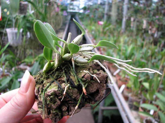 Dendrobium jenkinsii.JPG