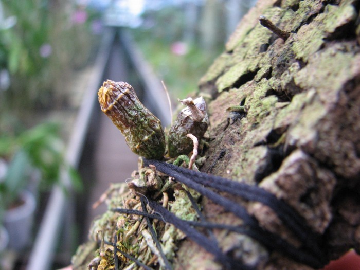 Dendrobium lamyaiae.JPG