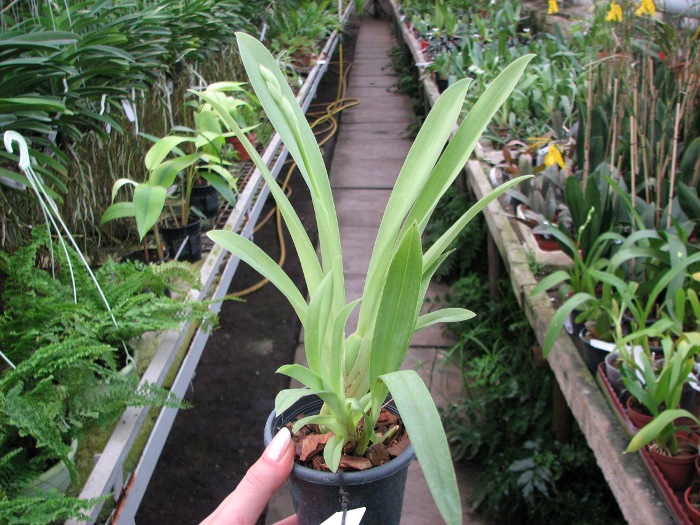 Miltonia Rubenesque 'Karismic Kay'.JPG