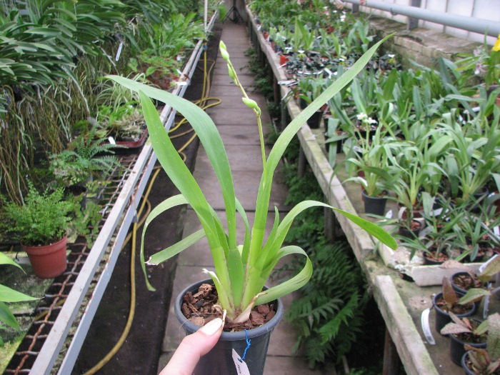 Beallara Dreamy 'Kool 'n Kinky'.JPG
