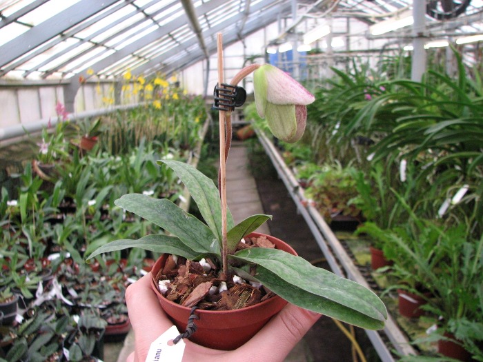Paphiopedilum bellatulum x spicerianum.JPG