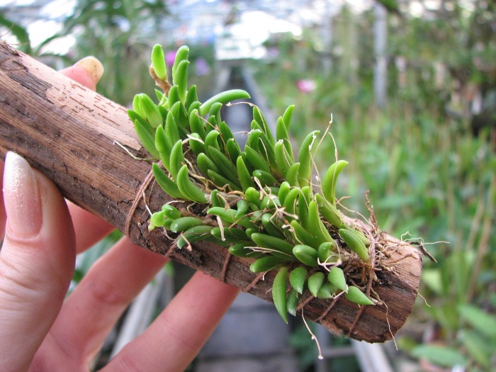 Pleurothallis leptotifolia.JPG