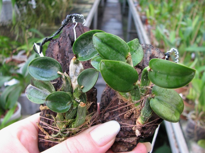 Sophronitis cernua.JPG