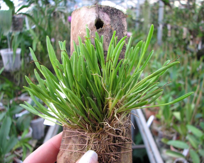 Pleurothallis sonderana.JPG