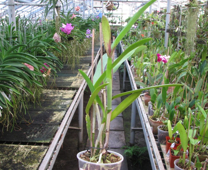 Laelia tenebrosa x Cattleya Penny Kuroda 'spots'.JPG