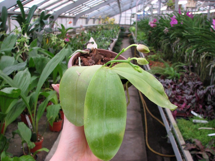 Phalaenopsis amboinensis x Phalaenopsis Penang Girl.JPG