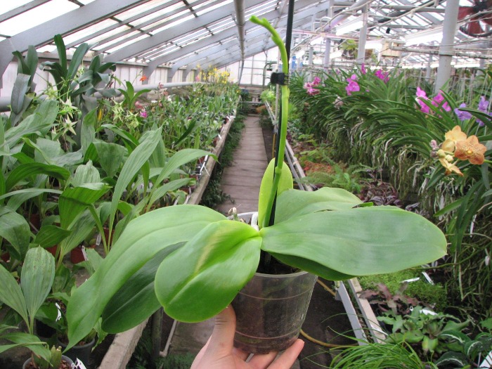 Phalaenopsis Liodoro (Phalaenopsis Deventeriana x Phalaenopsis violacea).JPG