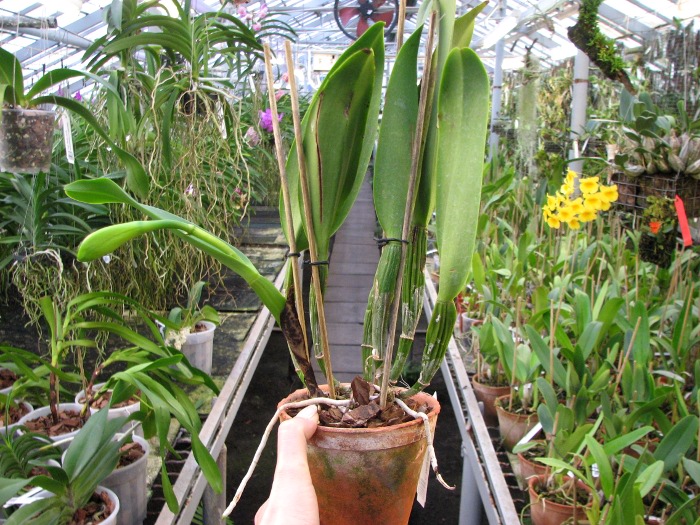 Cattleya White Diamond.JPG