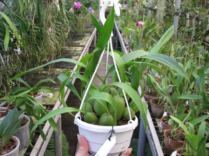 Coelogyne cristata.JPG