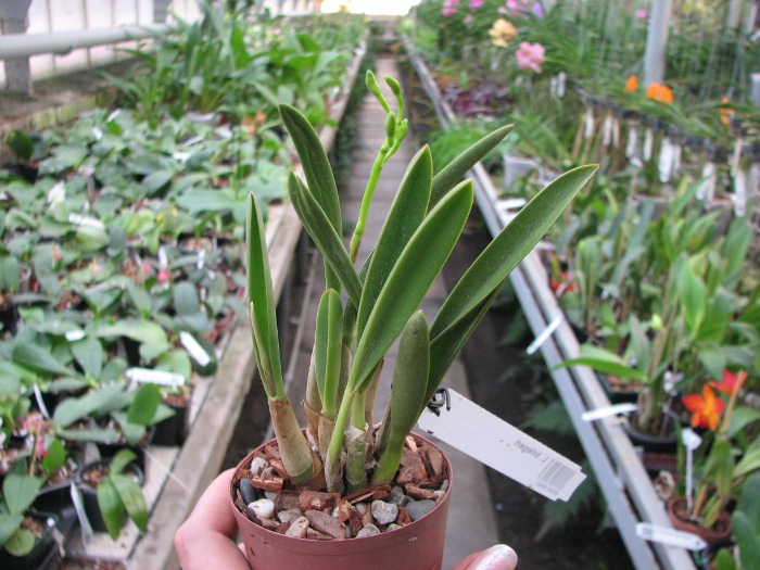 Laelia briegeri.JPG