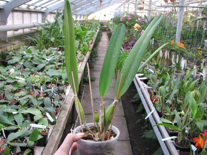 Laelia purpurata rubra-sanguinea 'Black' x Laelia purpurata sanguinea 'Cardeal'.JPG