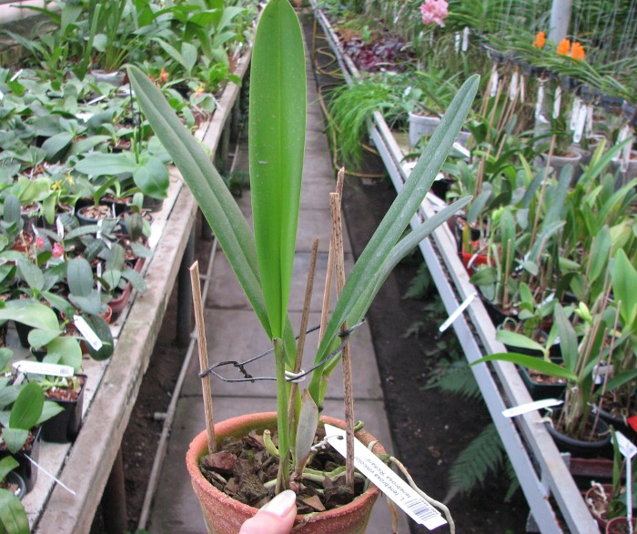 Laelia tenebrosa vinicolor x Laelia tenebrosa 'Richard'.JPG