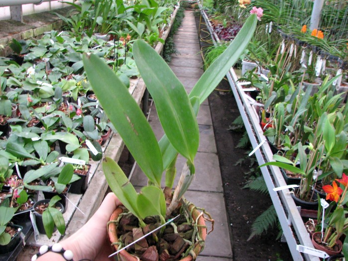 Laelia tenebrosa 'Fumacina Fujita' x Laelia tenebrosa extra XXX.JPG