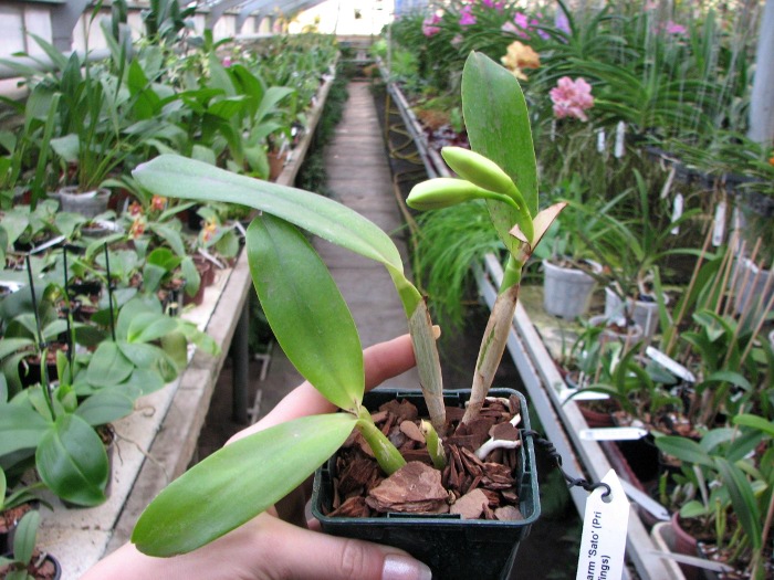 Laeliocattleya Imperial Charm 'Sato' (Pri Pri x Imperial Wings).JPG