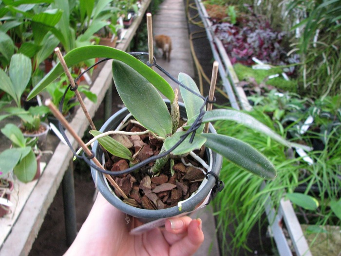 Laeliocattleya Chian Tzy Guiding 'CT Kermes'.JPG