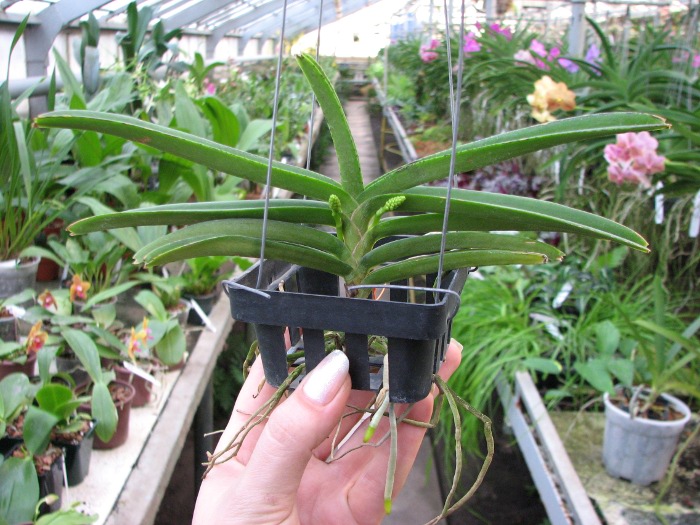 Ascocentrum miniatum.JPG