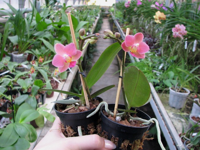 Phalaenopsis Tying Shin Smart.JPG
