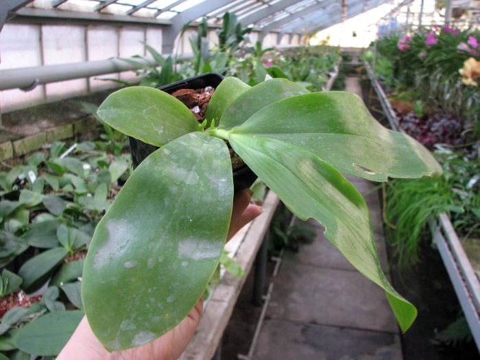 Phalaenopsis tetraspis 'C1' x Phalaenopsis KS Happy Eagle.JPG