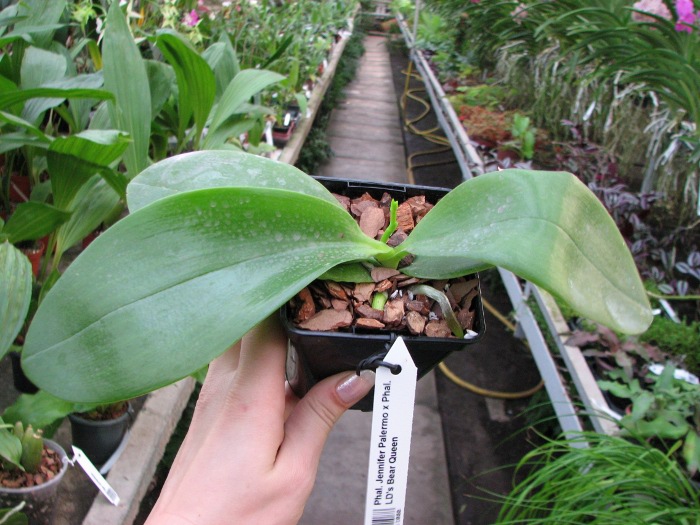 Phalaenopsis Jennifer Palermo x Phalaenopsis LD's Bear Queen.JPG