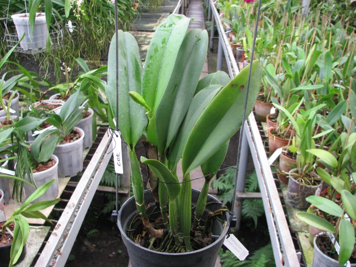 Laeliocattleya Chan Hsiu Jewel 'San Mei' (Cattleya Moscombe x Laeliocattleya Wayndora).JPG