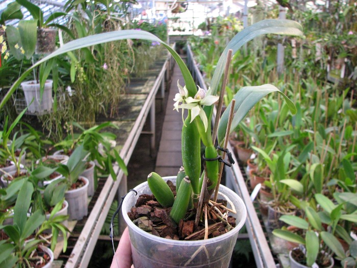 Prosthechea fragrans.JPG