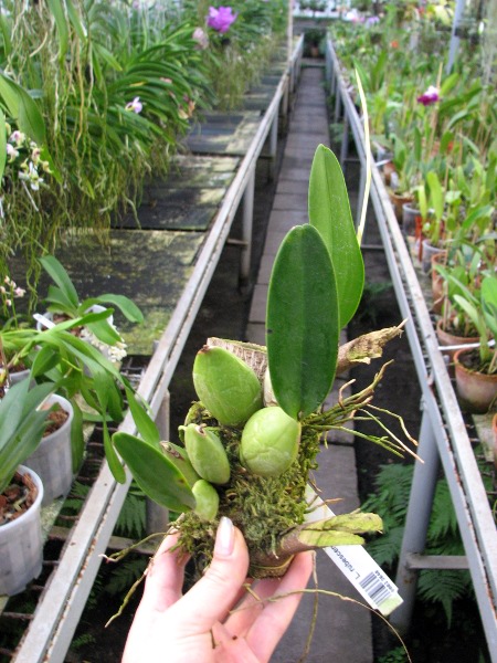 Laelia rubescens.JPG