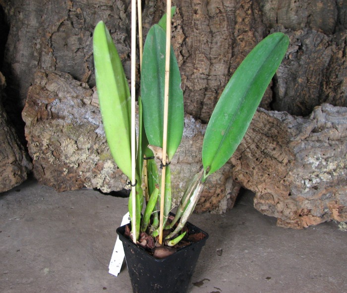 Cattleya mossiae.JPG
