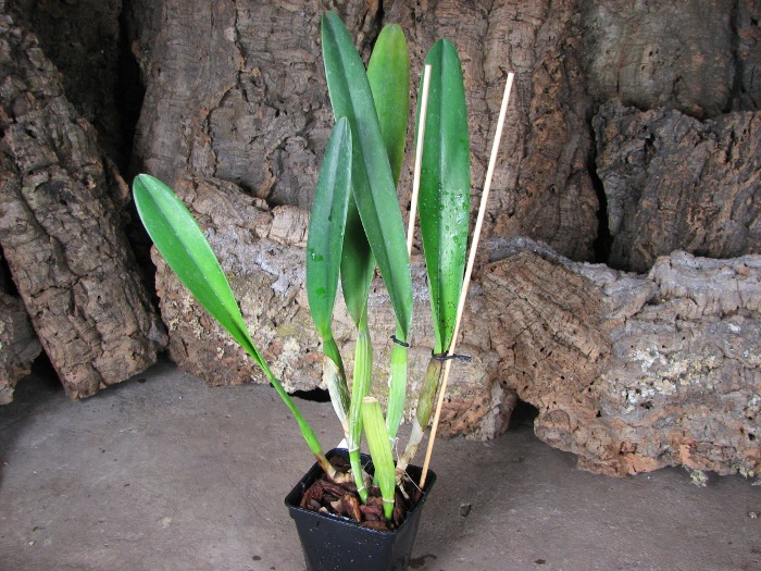 Laelia lobata var. alba plena.JPG