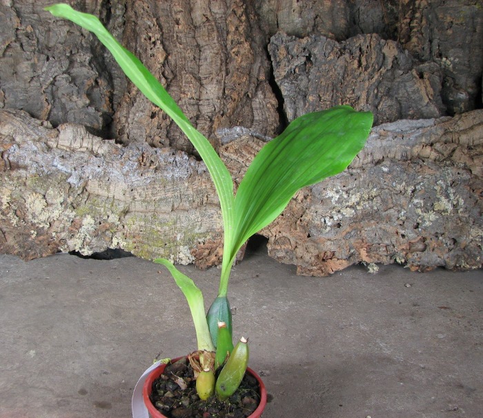 Anguloa clowesii x hohenlohii.JPG