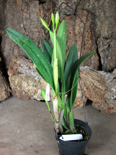 Laeliocattleya Purple Cascade 'Fragrance Beauty' (Interglossa x Tokyo Magic).JPG