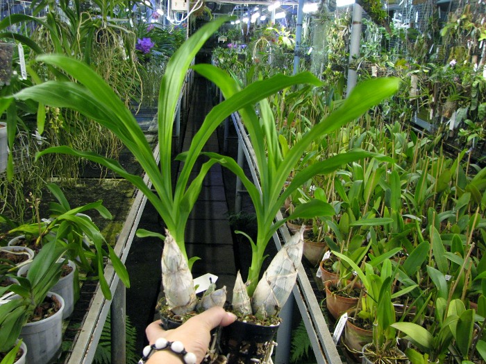 Catasetum pileatum hybrid.JPG