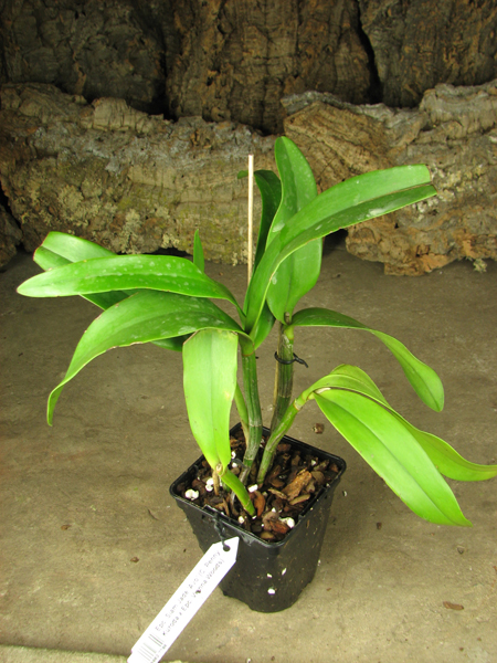 Epicattleya Siam Jade 'Avo'.jpg