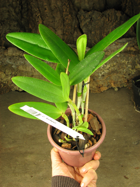 Cattleya forbesii.jpg
