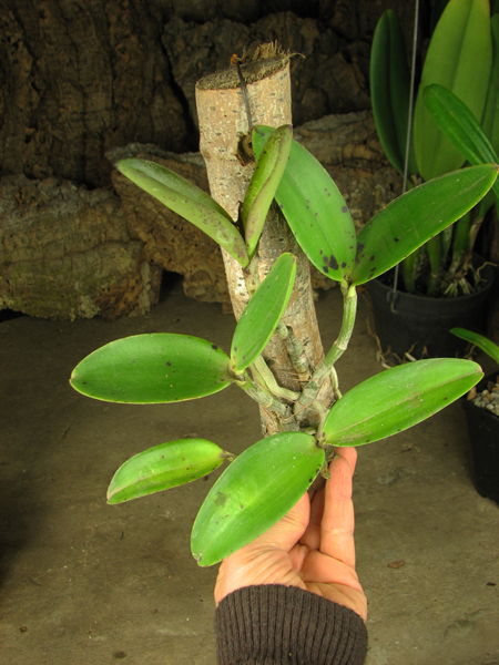 Cattleya aclandiae.jpg