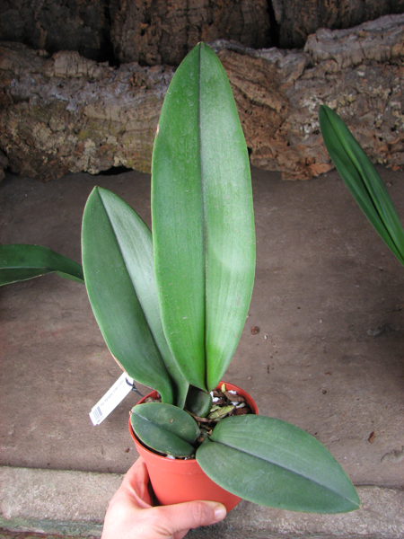 Psychopsis Mariposa 'Green Valley'.jpg