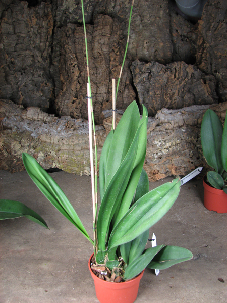 Psychopsis Mariposa alba.jpg