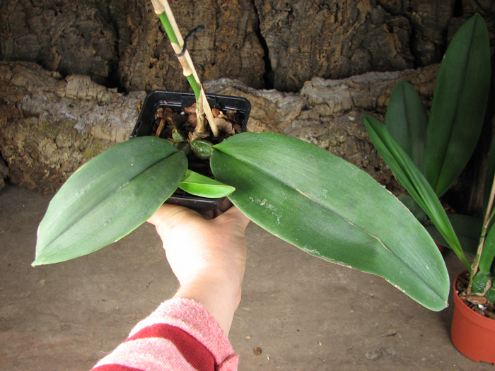 Psychopsis Kalihii 'Big'.jpg